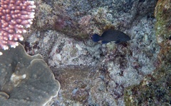 Cephalopholis formosa