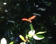 Perithemis tenera