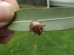 Paropsisterna intacta