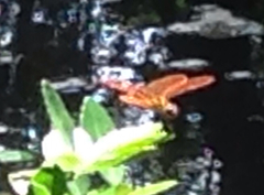 Perithemis tenera