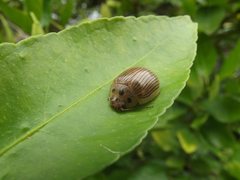 Paropsisterna intacta