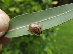 Paropsisterna intacta