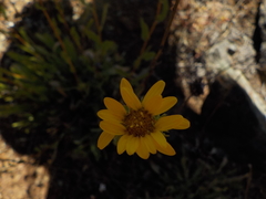 Grindelia camporum
