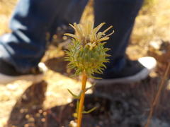 Grindelia camporum