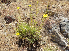 Grindelia camporum