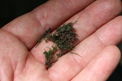 Hygroamblystegium