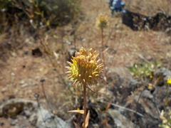 Grindelia camporum