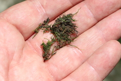 Hygroamblystegium