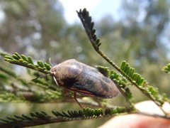 Coleotichus costatus
