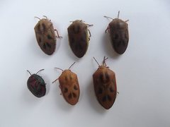 Coleotichus costatus