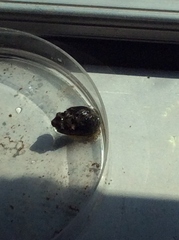 Ilyanassa obsoleta