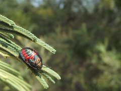Coleotichus costatus