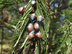 Coleotichus costatus