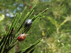 Coleotichus costatus