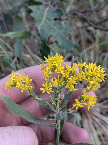 iNaturalist observation photo of velvety goldenrod