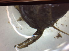 Ilyanassa obsoleta