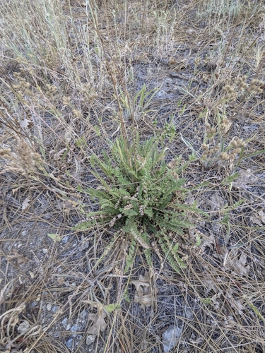 iNaturalist observation photo of Cleveland's horkelia