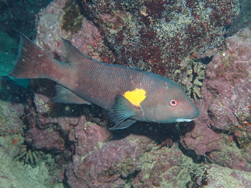 Galápagos sheephead wrasse (Semicossyphus darwini) — Labridae — 4
