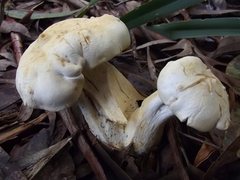 Leucopaxillus cerealis