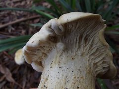 Leucopaxillus cerealis