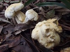 Leucopaxillus cerealis