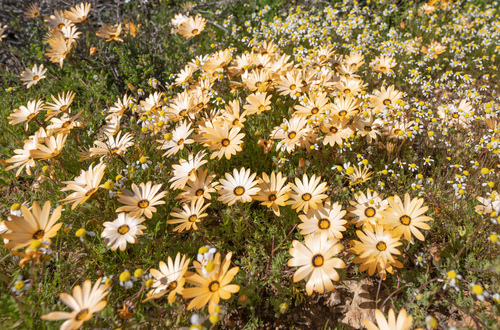 Jackal Daisy (Dimorphotheca pinnata)