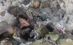 Cephalopholis cyanostigma