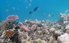 Cephalopholis cyanostigma