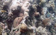 Cephalopholis cyanostigma