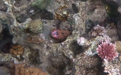 Cephalopholis cyanostigma