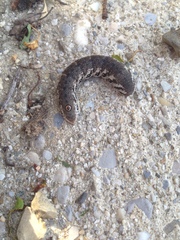 Proserpinus proserpina