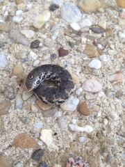 Proserpinus proserpina