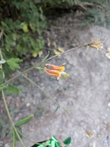 iNaturalist observation photo of western columbine
