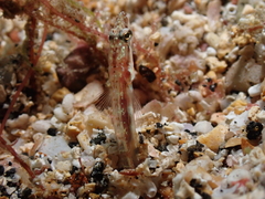 Yellow-Mouth Pikeblenny photo 3
