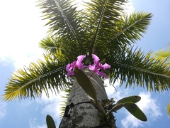 Cattleya trianae