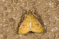 Loxomorpha flavidissimalis