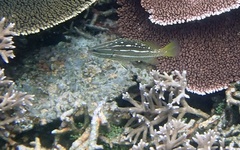 Anyperodon leucogrammicus