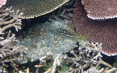 Anyperodon leucogrammicus