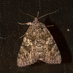 Catocala umbrosa