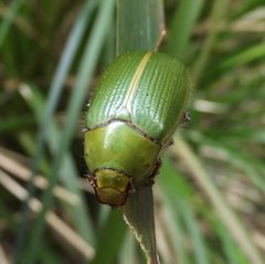 Xylonichus eucalypti
