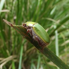 Xylonichus eucalypti
