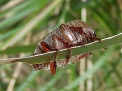 Xylonichus eucalypti
