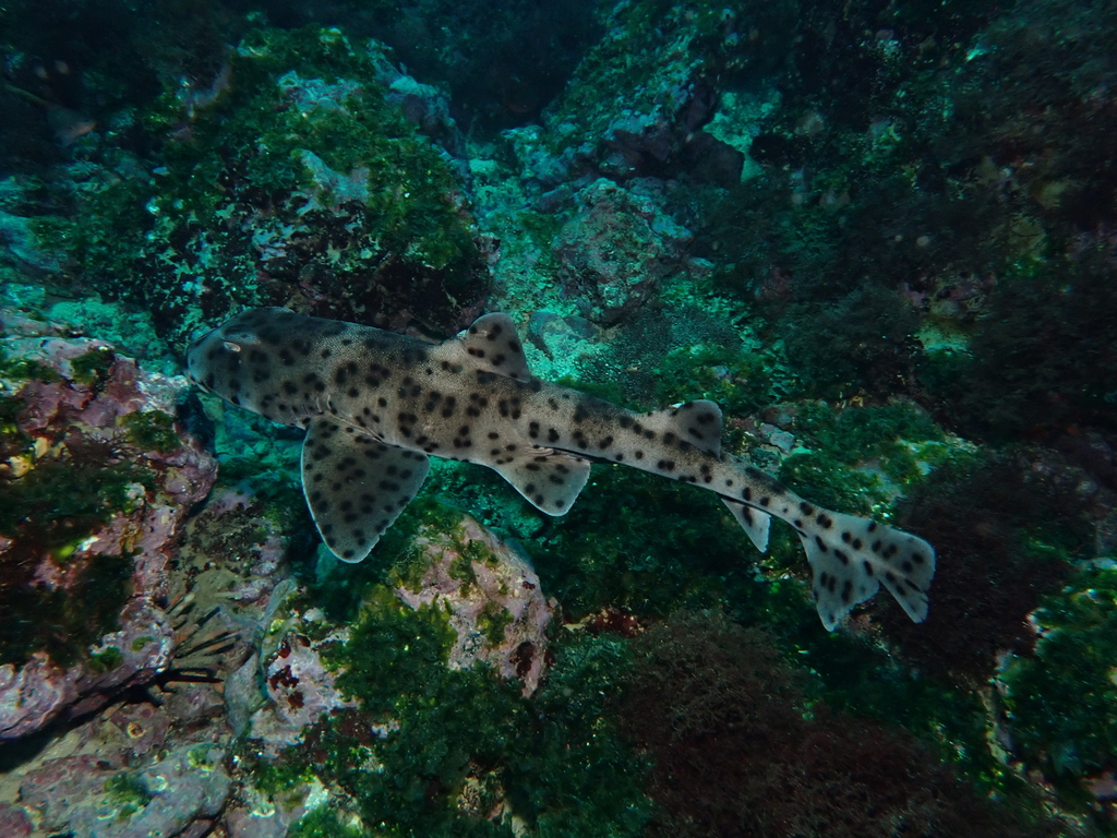 Foto de Tiburón cuerno de Quoy (Heterodontus quoyi)