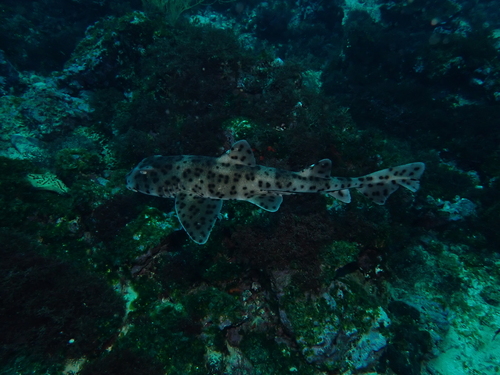 Foto de Tiburón cuerno de Quoy (Heterodontus quoyi)