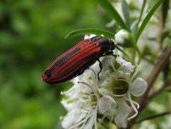Castiarina erythroptera