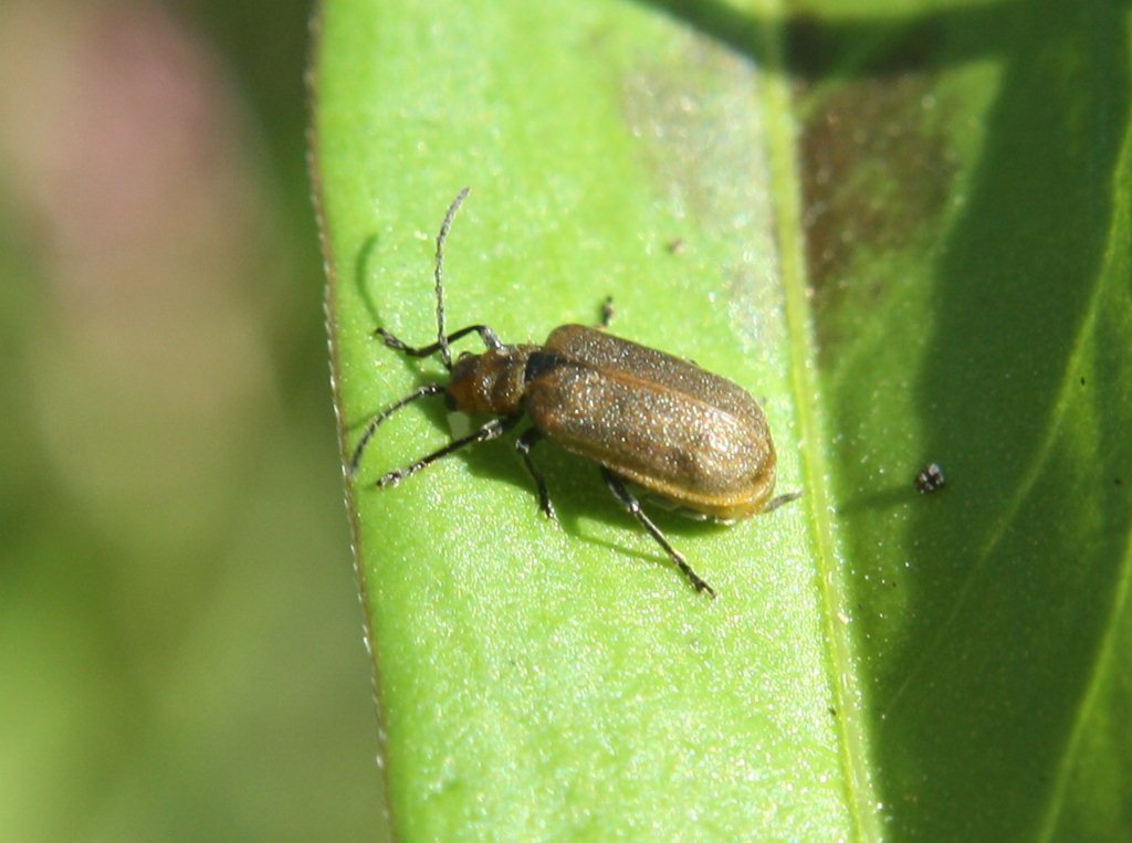Galerucella