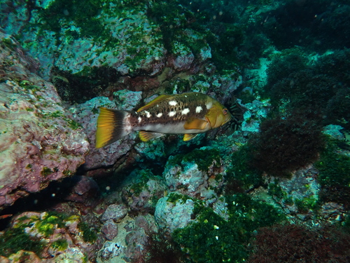 Whitespotted sand bass (Paralabrax albomaculatus) — Serranidae — 4
