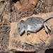 San Clemente Deer Mouse - Photo (c) alex bartolo, some rights reserved (CC BY-NC-SA), uploaded by alex bartolo