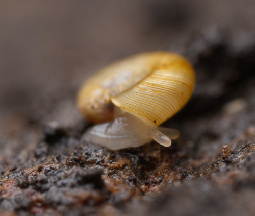 Ammoniropa vigens observed 2024-09-04