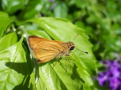 Polites vibex praeceps